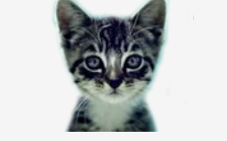 We Love Cats and Kittens